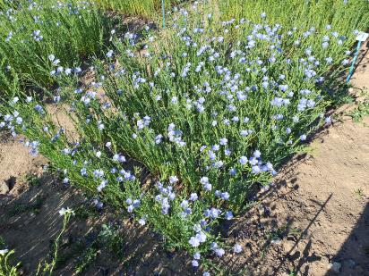 Click for 1 image(s) for this accession.